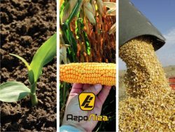 Особливості системного захисту посівів кукурудзи