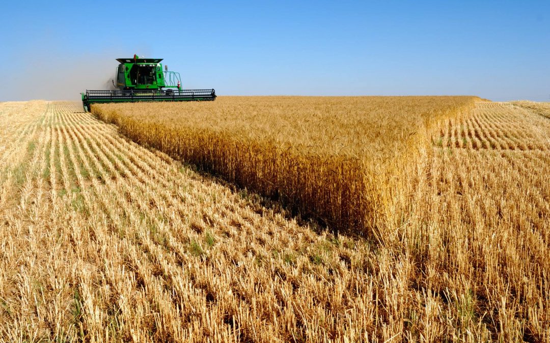 В Україні вже зібрано 85% посівів ранніх зернових