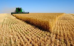 В Україні вже зібрано 85% посівів ранніх зернових