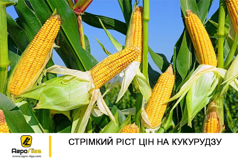 Стрімкий ріст цін на кукурудзу