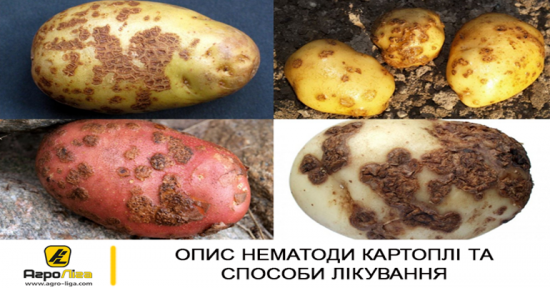 Опис нематоди картоплі та способи лікування - фото