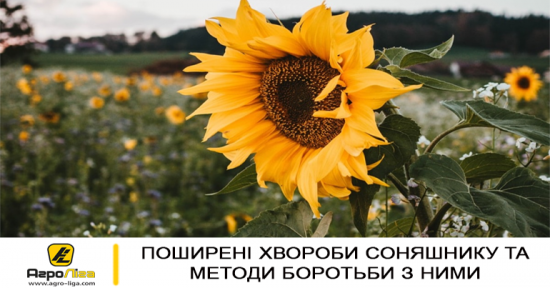 Поширені хвороби соняшнику та методи боротьби з ними - фото