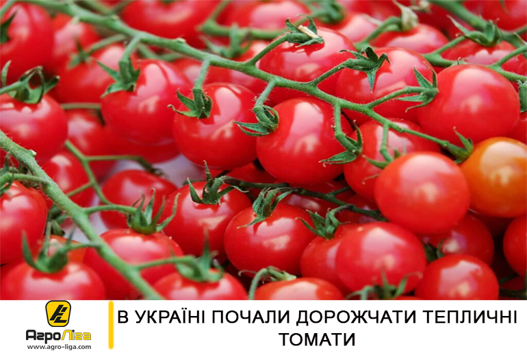 В Україні почали дорожчати тепличні томати