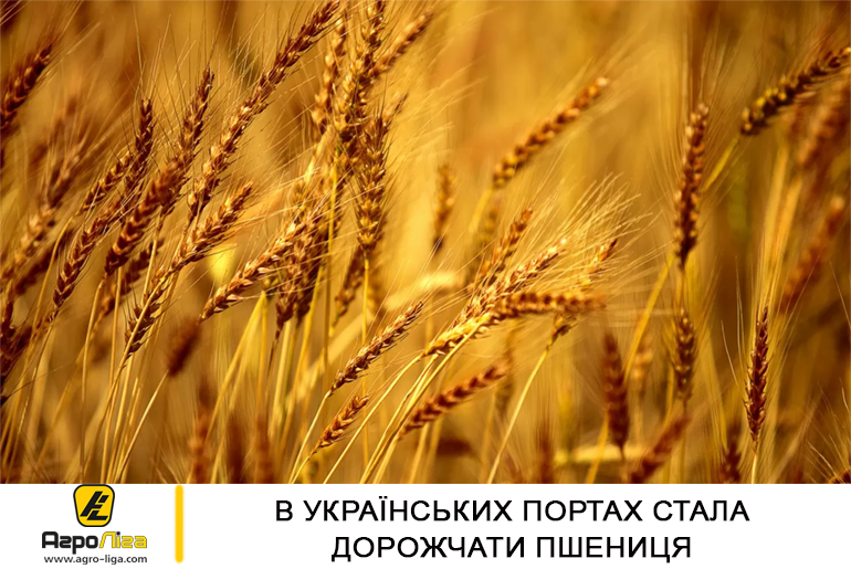 В українських портах стала дорожчати пшениця