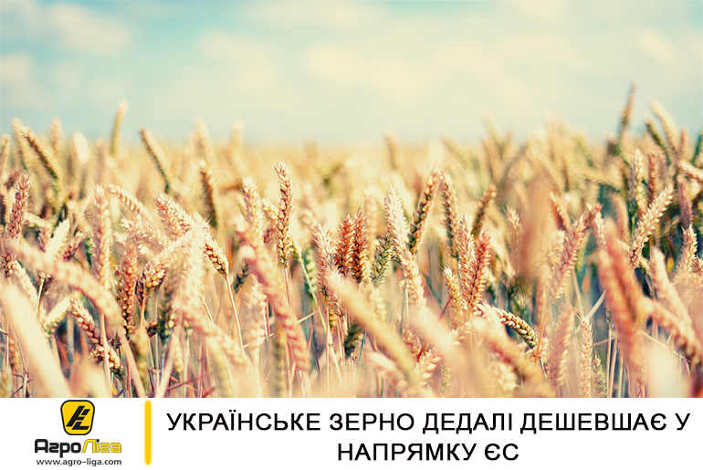 Українське зерно дедалі дешевшає у напрямку ЄС