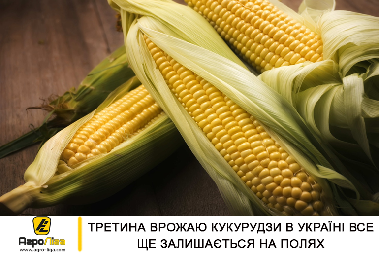 Третина врожаю кукурудзи в Україні все ще залишається на полях