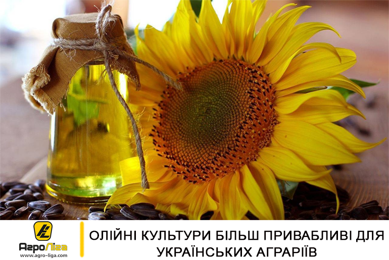 Олійні культури більш привабливі для українських аграріїв