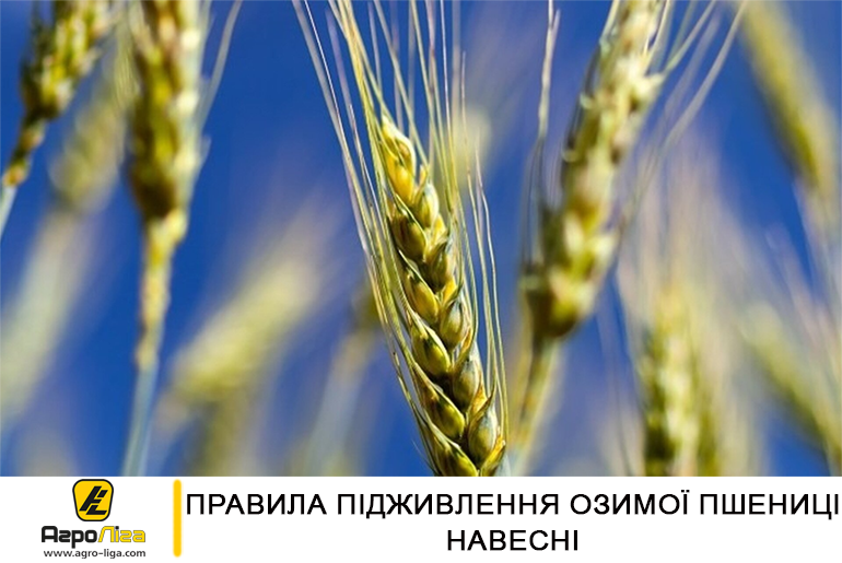 Правила підживлення озимої пшениці навесні
