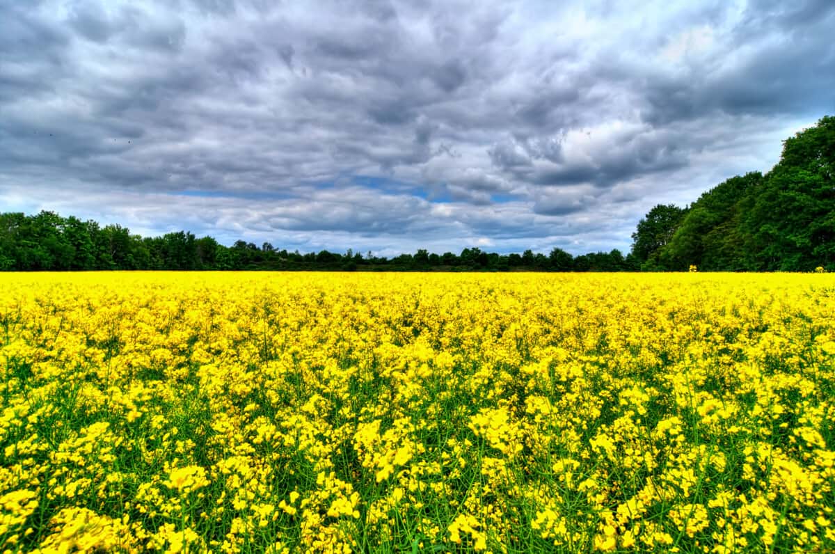 На експортному ринку поступово дорожчає ріпак  - фото