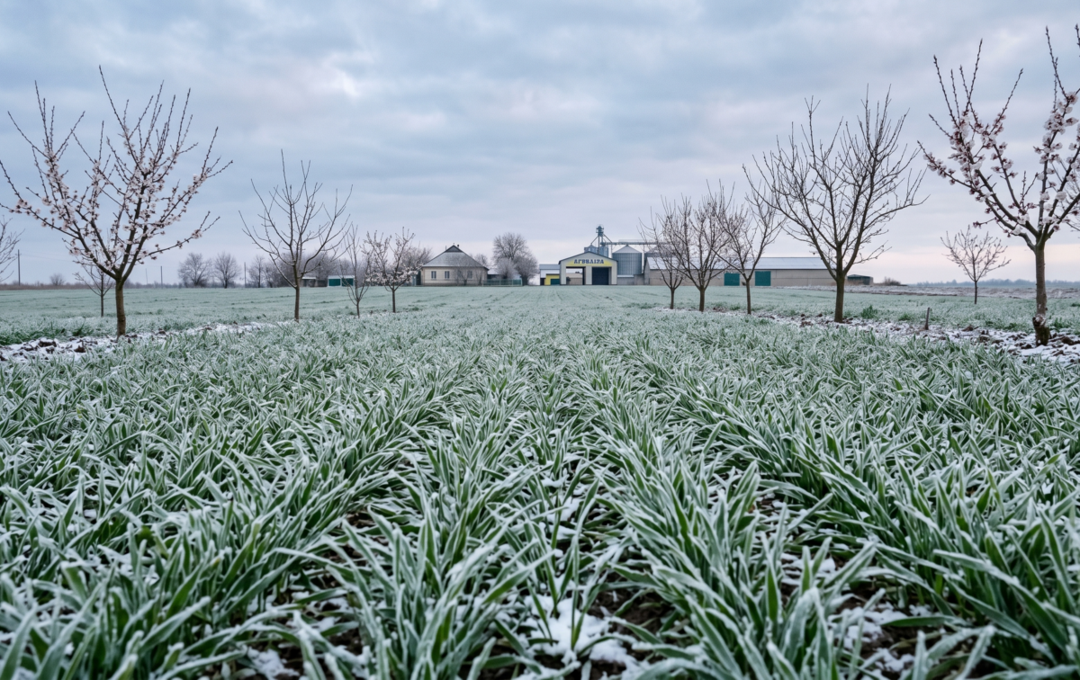 Квітневе похолодання та заморозки: як аномальна погода вплинула на розвиток сільгоспкультур - фото